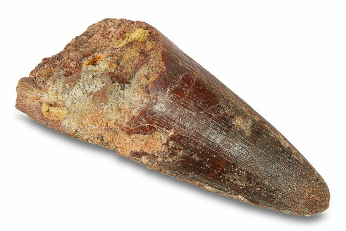 Cretaceous Fossil Crocodylomorph Tooth - Morocco #292236